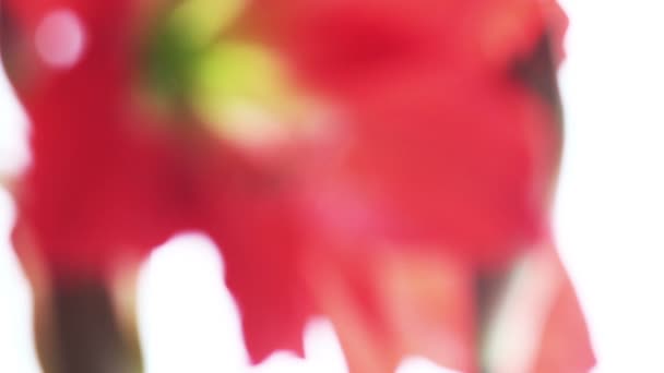 Amaryllis fleur defocus 
