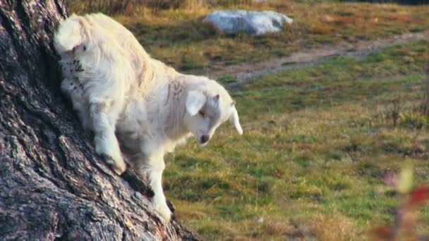 Geit in boerderij werf — Stockvideo