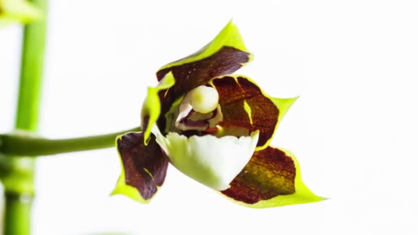 Floraison de fleurs d'orchidée 
