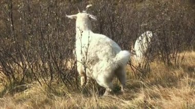 Beyaz keçi otluyor.