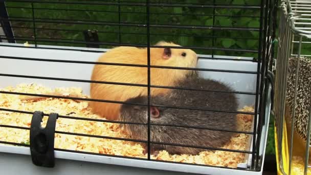 Two guinea pigs — Stock Video