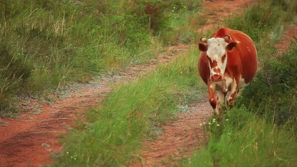 Коровы идут по дорожке — стоковое видео