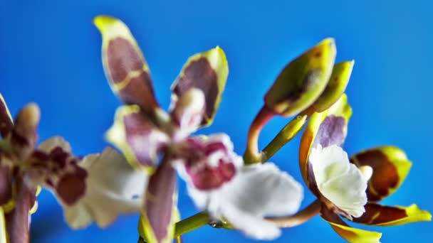 Цветущие орхидеи — стоковое видео