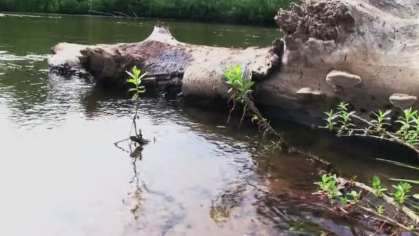 Summer landscape with river — Stock Video