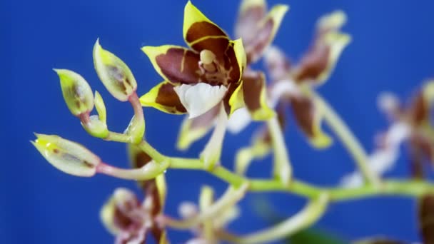Flor de orquídea floreciendo — Vídeos de Stock