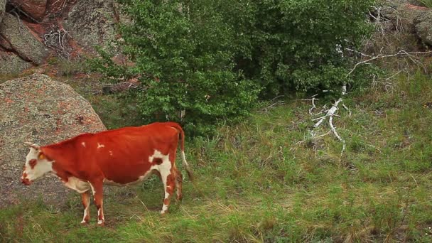Выпас коров на лугу — стоковое видео