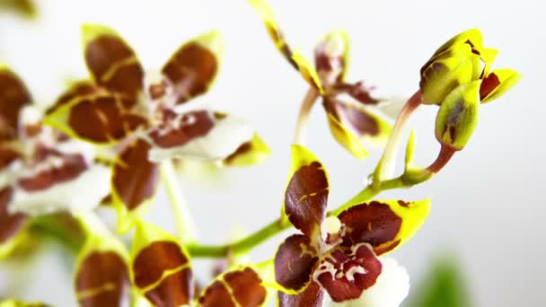 Цветущие орхидеи — стоковое видео
