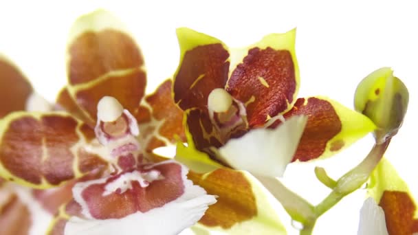 Flor de orquídea floreciendo — Vídeos de Stock