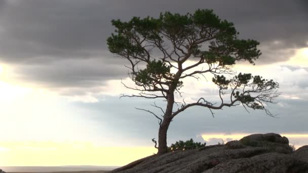 Μοναχικό δέντρο πάνω στο βράχο — Αρχείο Βίντεο