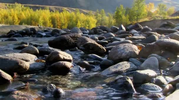 Río de montaña y bosque otoñal — Vídeos de Stock