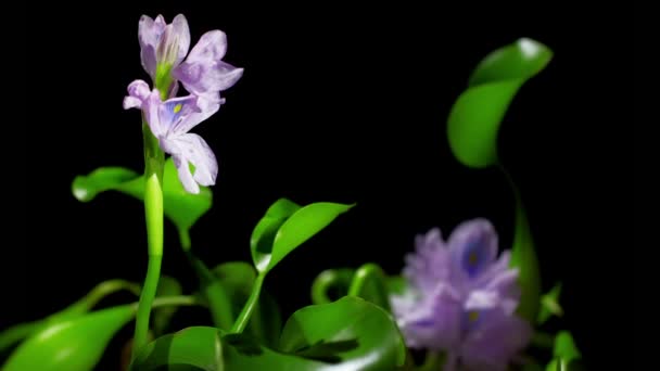 Flor de jacinto de água florescente — Vídeo de Stock