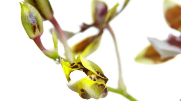 Flor de orquídea florescendo — Vídeo de Stock