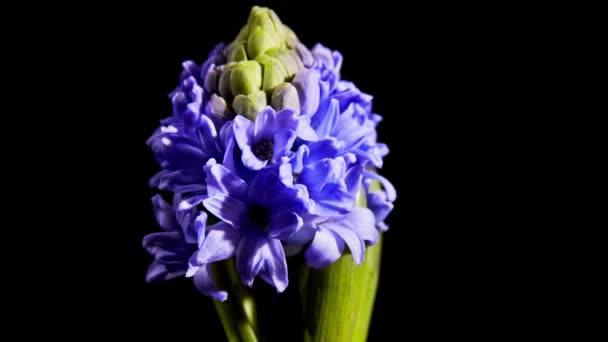 Flor jacinto azul florescendo — Vídeo de Stock