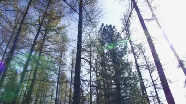 Árvores caídas na floresta — Vídeo de Stock