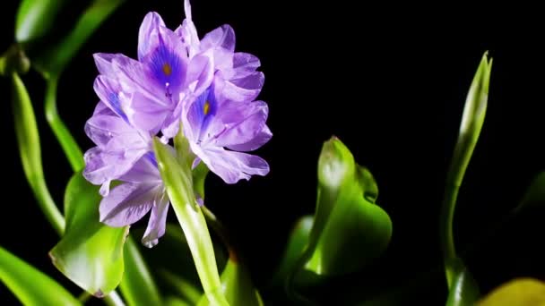 Blooming water hyacinth flower — Stock Video