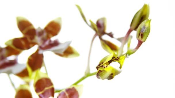 Floraison de fleurs d'orchidée — Video