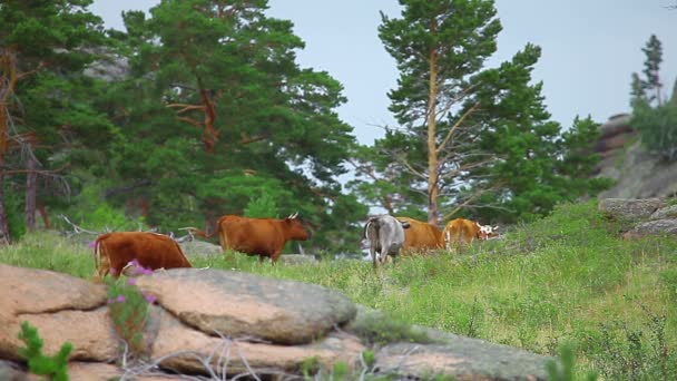 Krowy pasące się na łące — Wideo stockowe