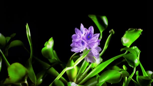 Blooming water hyacinth flower — Stock Video