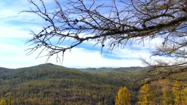 Autumn forest with pine branches — Stock Video