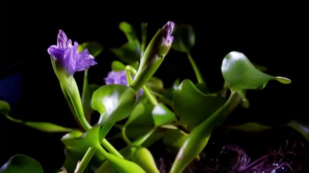 Flor flor de jacinto de agua — Vídeo de stock