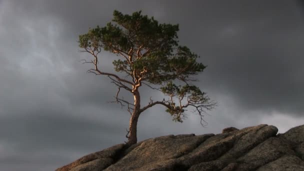 Sunset with rock and tree — Stock Video