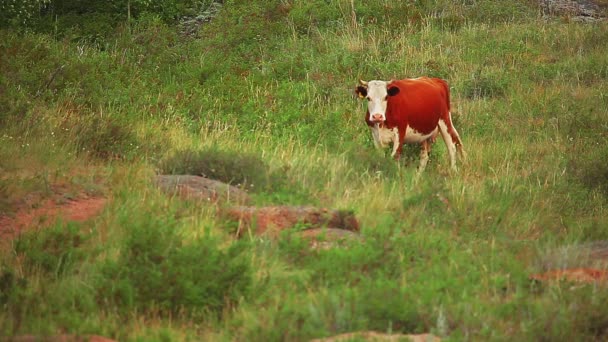 Vaca pastando en el prado — Vídeos de Stock