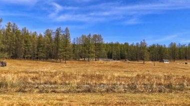 Sarı sonbahar orman