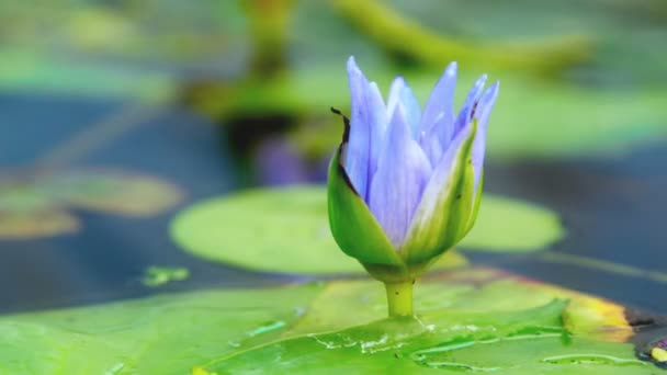 Opening of water lily flower — Stock Video
