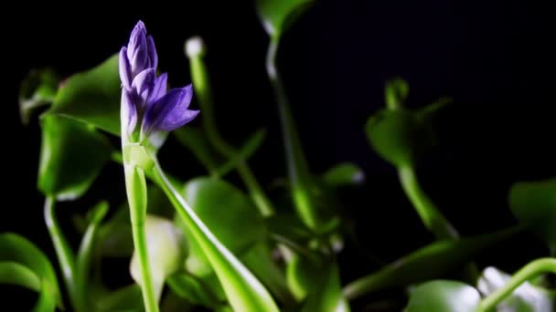 Blooming water hyacinth flower — Stock Video