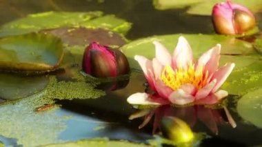 Nilüfer çiçek açılış