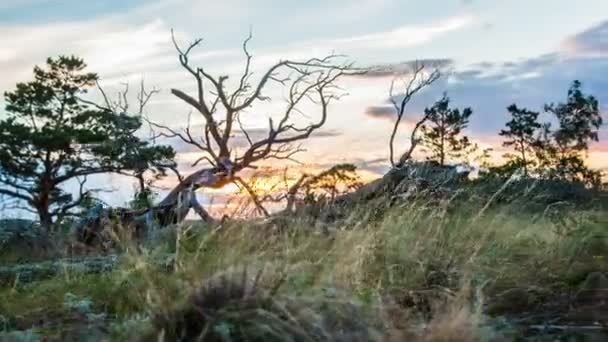 Yatay, ölü ağaçlar Kuru — Stok video