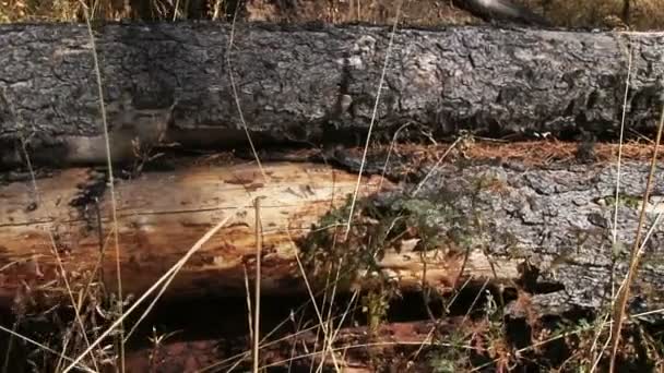 Umgestürzter Baum aus nächster Nähe — Stockvideo