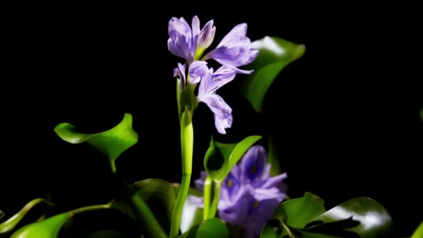 Flor flor de jacinto de agua — Vídeos de Stock