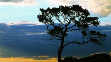 Kaya ve ağaç günbatımı