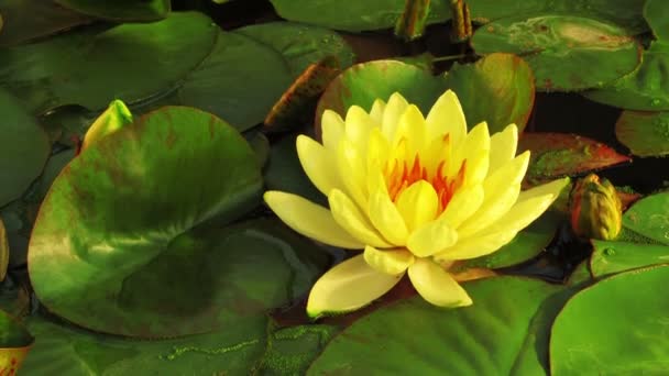 Opening of water lily flower — Stock Video
