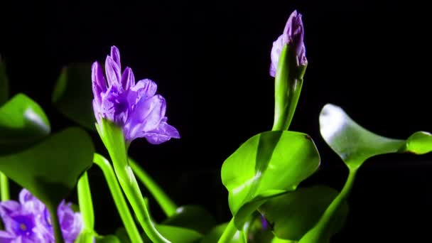 Flores de jacinto de água florescendo — Vídeo de Stock