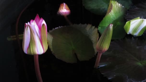 Opening of water lily flower — Stock Video