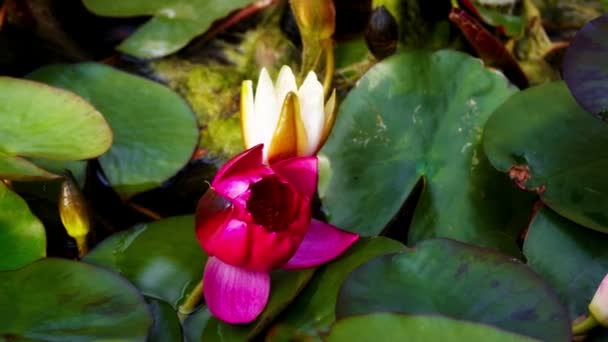 Apertura de flor de lirio de agua — Vídeos de Stock