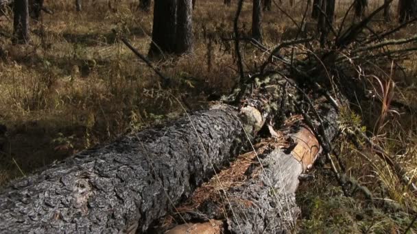 Árboles caídos en el bosque — Vídeo de stock