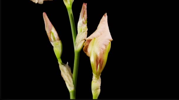 Timelapse opening iris flower — Stock Video