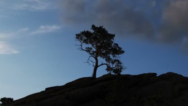 Coucher de soleil avec rocher et arbre — Video