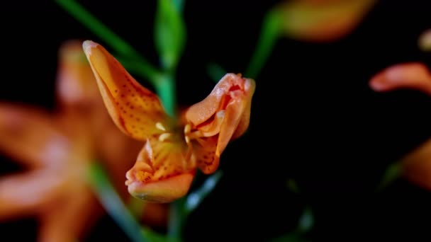 Timelapse openen oranje Lily bloem — Stockvideo