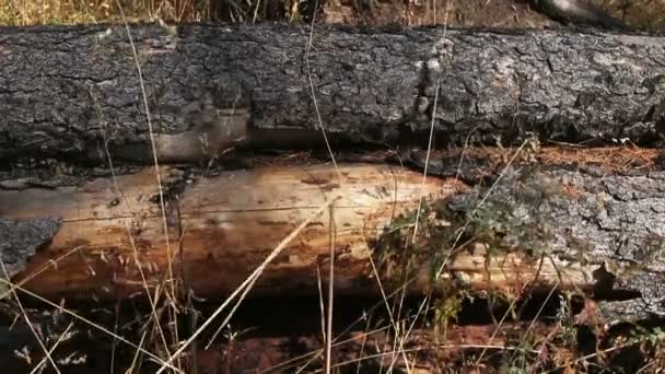 Omgevallen bomen in bos — Stockvideo