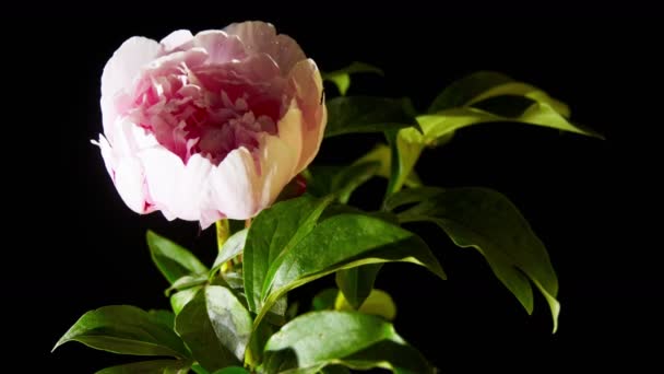 Timelapse of peony flowering — Stock Video