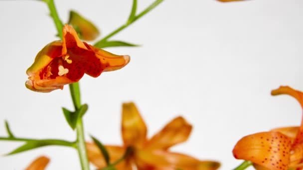 Timelapse Ouverture Orange Fleurs Lys 