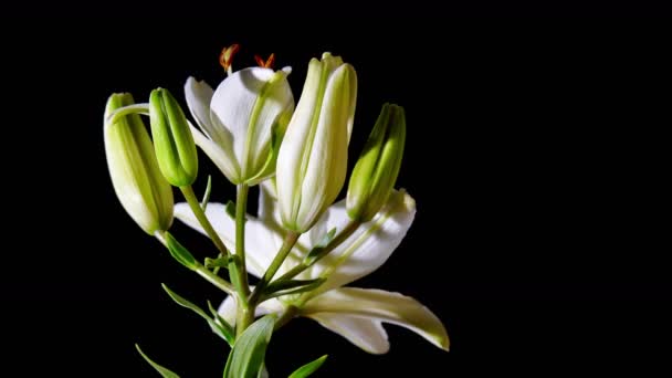 Timelapse Opening White Lily Flower
