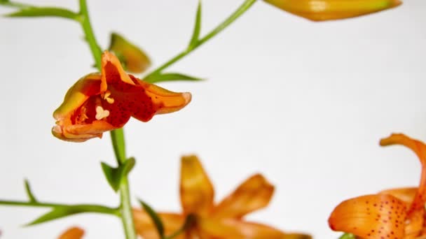 Timelapse abertura flor de lírio laranja — Vídeo de Stock