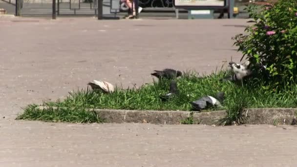 Manada de palomas y personas en el centro de la ciudad — Vídeo de stock