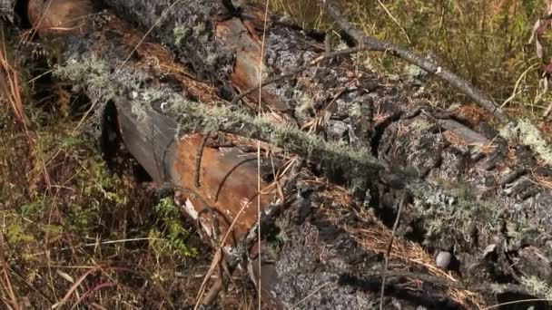 Árvores caídas na floresta — Vídeo de Stock