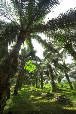 palmiye ağaçları yeşillik